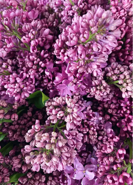 Bouquet of lilacs "Spring feelings"