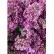 Bouquet of lilacs "Spring feelings"