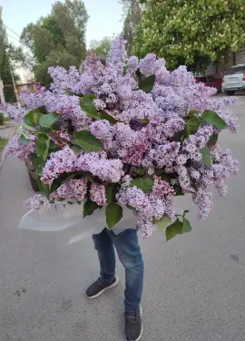 Giant bouquet of lilac