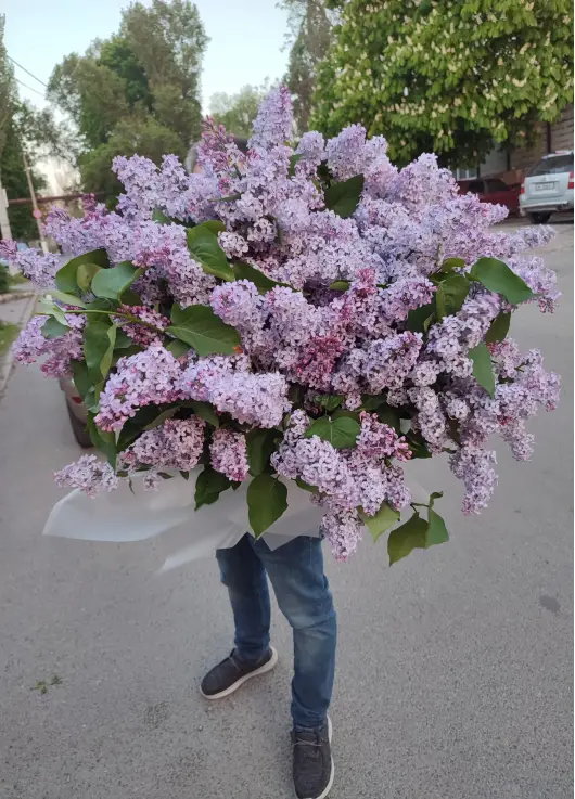 Giant bouquet of lilac Giant bouquet of lilac