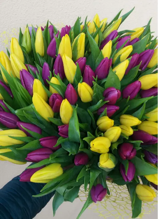 Rainbow spring 101 tulips
