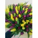 Rainbow spring 101 tulips