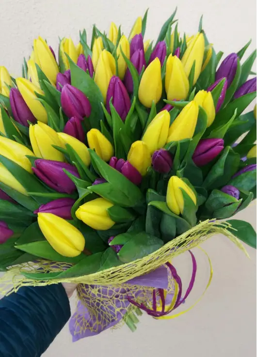 Rainbow spring 101 tulips