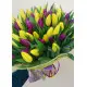 Rainbow spring 101 tulips