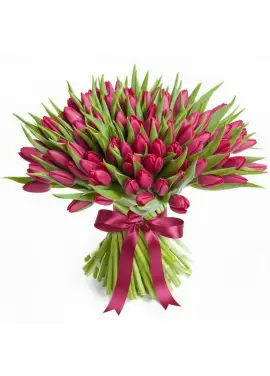 Bouquet of 101 raspberry tulips (imported, Netherlands)