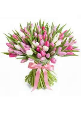 Bouquet of 101 tender tulips (imported, Netherlands)