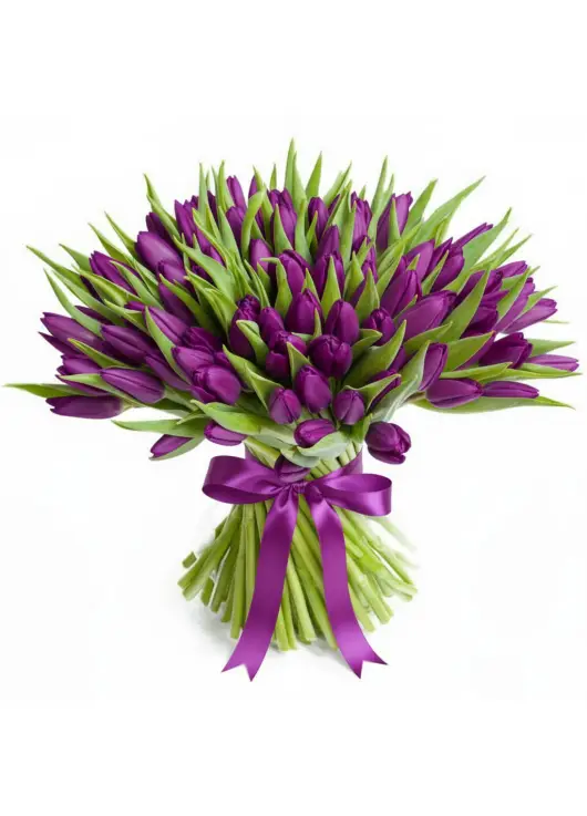 Bouquet of 101 violet tulips (imported, Netherlands)