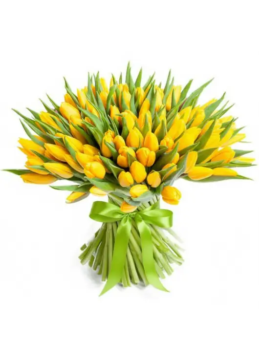 Bouquet of 101 yellow tulips (imported, Netherlands)