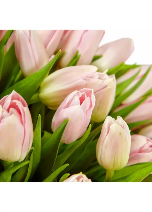 Bouquet  pink tulips