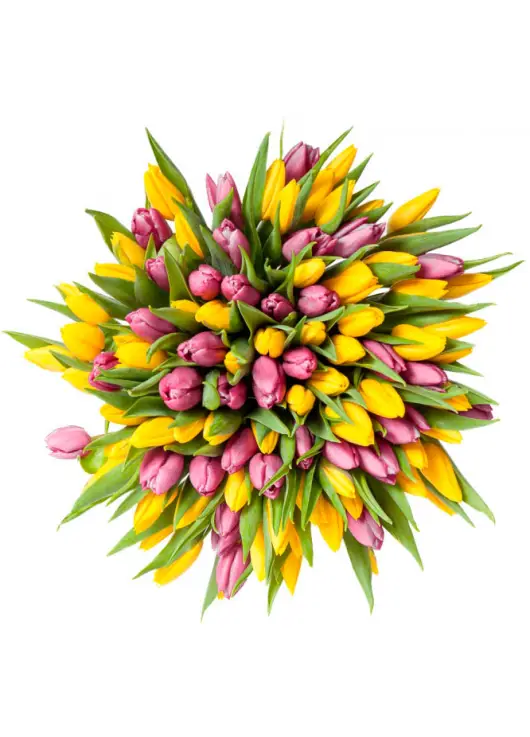 Bouquet of 101 mixed tulips (imported, Netherlands)