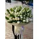Winter Queen 101 tulips