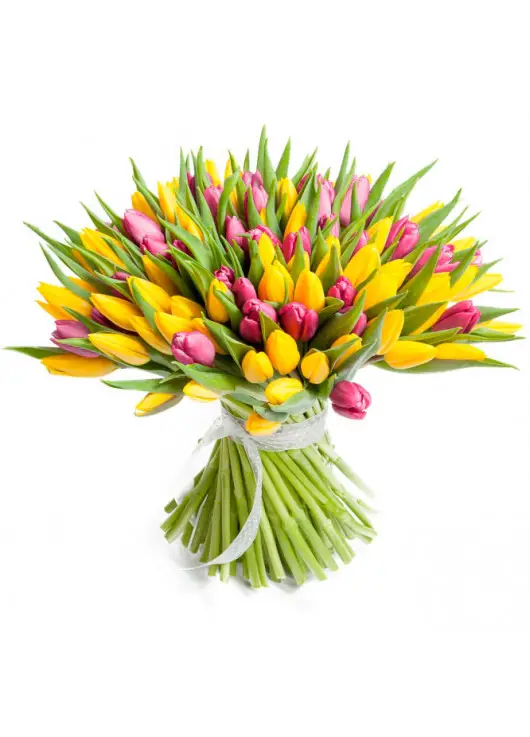 Rainbow spring 101 tulips