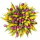 Rainbow spring 101 tulips