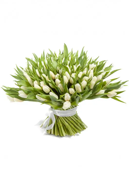 Winter Queen 101 tulips