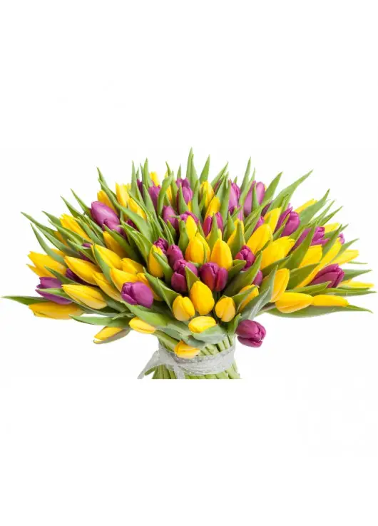 Rainbow spring 101 tulips