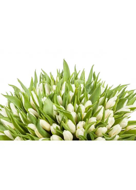Winter Queen 101 tulips