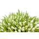 Winter Queen 101 tulips