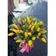 Rainbow spring 101 tulips