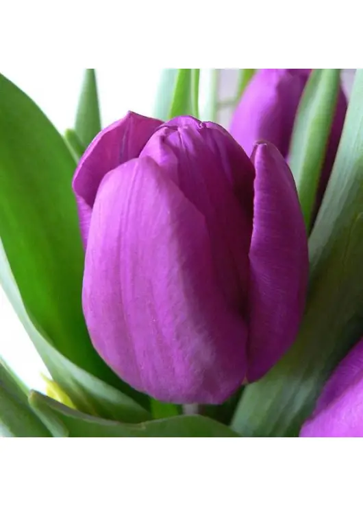 Bouquet of tulips