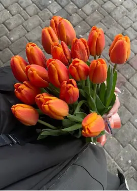Bouquet of 15 orange tulips (imported, Netherlands)