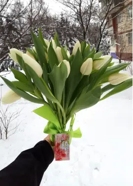 Bouquet of 15 white tulips (imported, Netherlands)