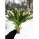 Bouquet of 15 white tulips (imported, Netherlands)
