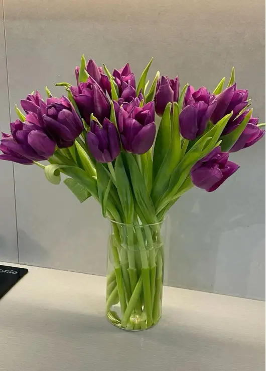 Bouquet of 19 violet tulips (imported, Netherlands)