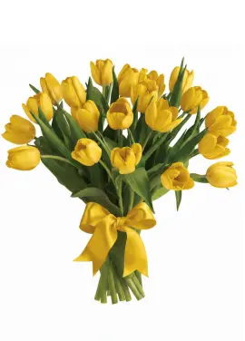 Bouquet of 25 yellow tulips (imported, Netherlands)