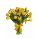 Bouquet of 25 yellow tulips (imported, Netherlands)