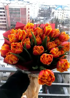 Bouquet of 25 orange tulips (imported, Netherlands)