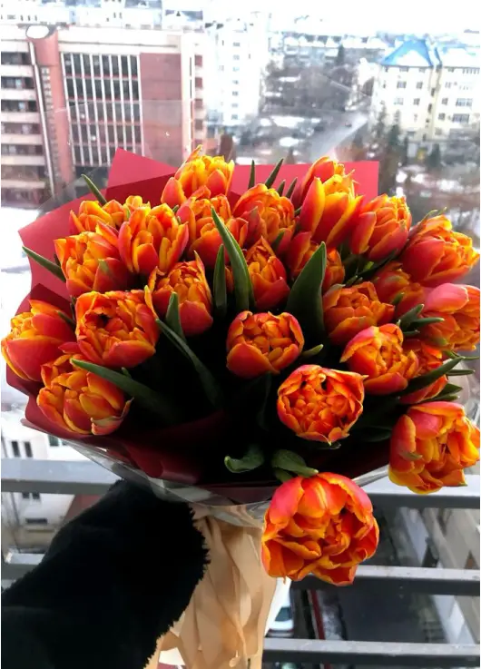 Bouquet of 25 orange tulips (imported, Netherlands)