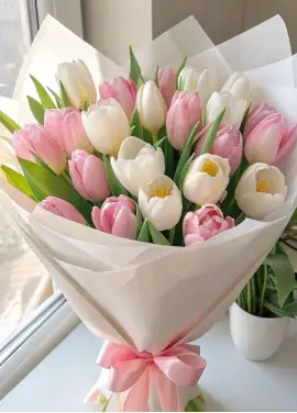 Bouquet of 25 tender tulips (imported, Netherlands)