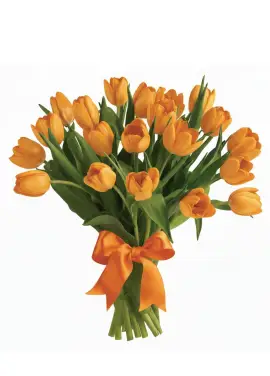 Bouquet of 25 orange tulips (imported, Netherlands)