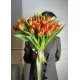 Bouquet of 35 orange tulips (imported, Netherlands)