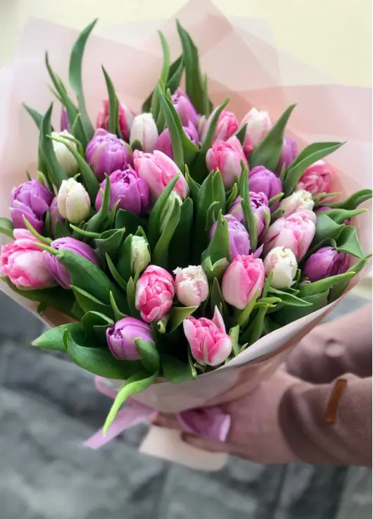 Bouquet of 35 tender tulips (imported, Netherlands)