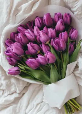 Bouquet of 35 violet tulips (imported, Netherlands)