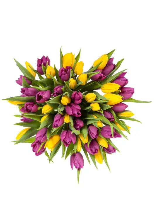 Bouquet of 45 mixed tulips (imported, Netherlands)