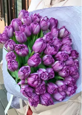 Bouquet of 45 violet tulips (imported, Netherlands)
