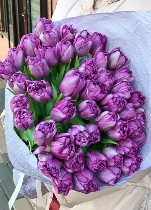 Bouquet of 45 violet tulips (imported, Netherlands)