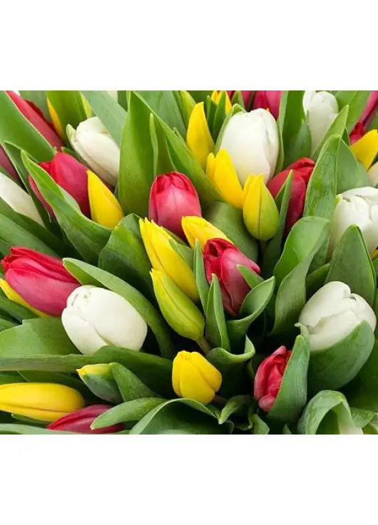 Bouquet of 51 mixed tulips (imported, Netherlands)