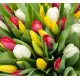 Bouquet of 51 mixed tulips (imported, Netherlands)