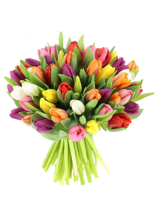 Bouquet of 51 mixed tulips (imported, Netherlands)