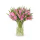 Bouquet of 51 pink tulips (imported, Netherlands)