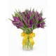 Bouquet of 51 violet tulips (imported, Netherlands)
