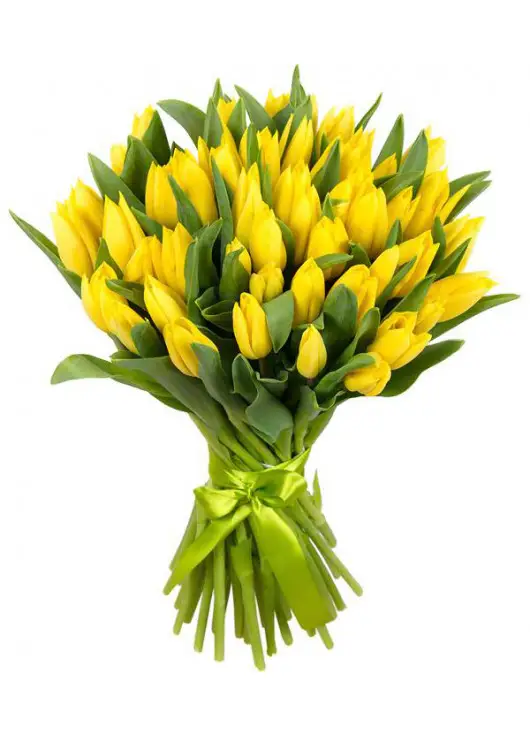 Bouquet of 51 yellow tulips Bouquet of 51 yellow tulips