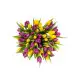 51 multicolored tulips 51 multicolored tulips