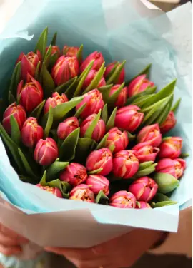 Bouquet of 51 raspberry tulips (imported, Netherlands)