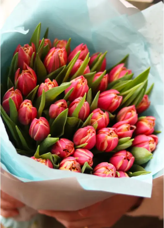 Bouquet of 51 raspberry tulips (imported, Netherlands)