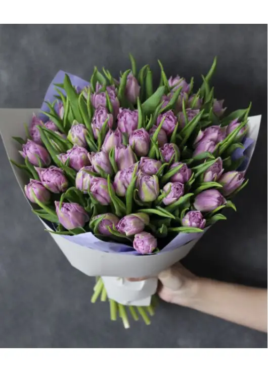 Bouquet of 51 lilac tulips (imported, Netherlands)