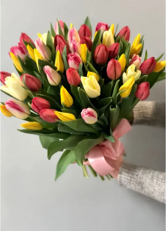 Bouquet of 51 mixed tulips (imported, Netherlands)